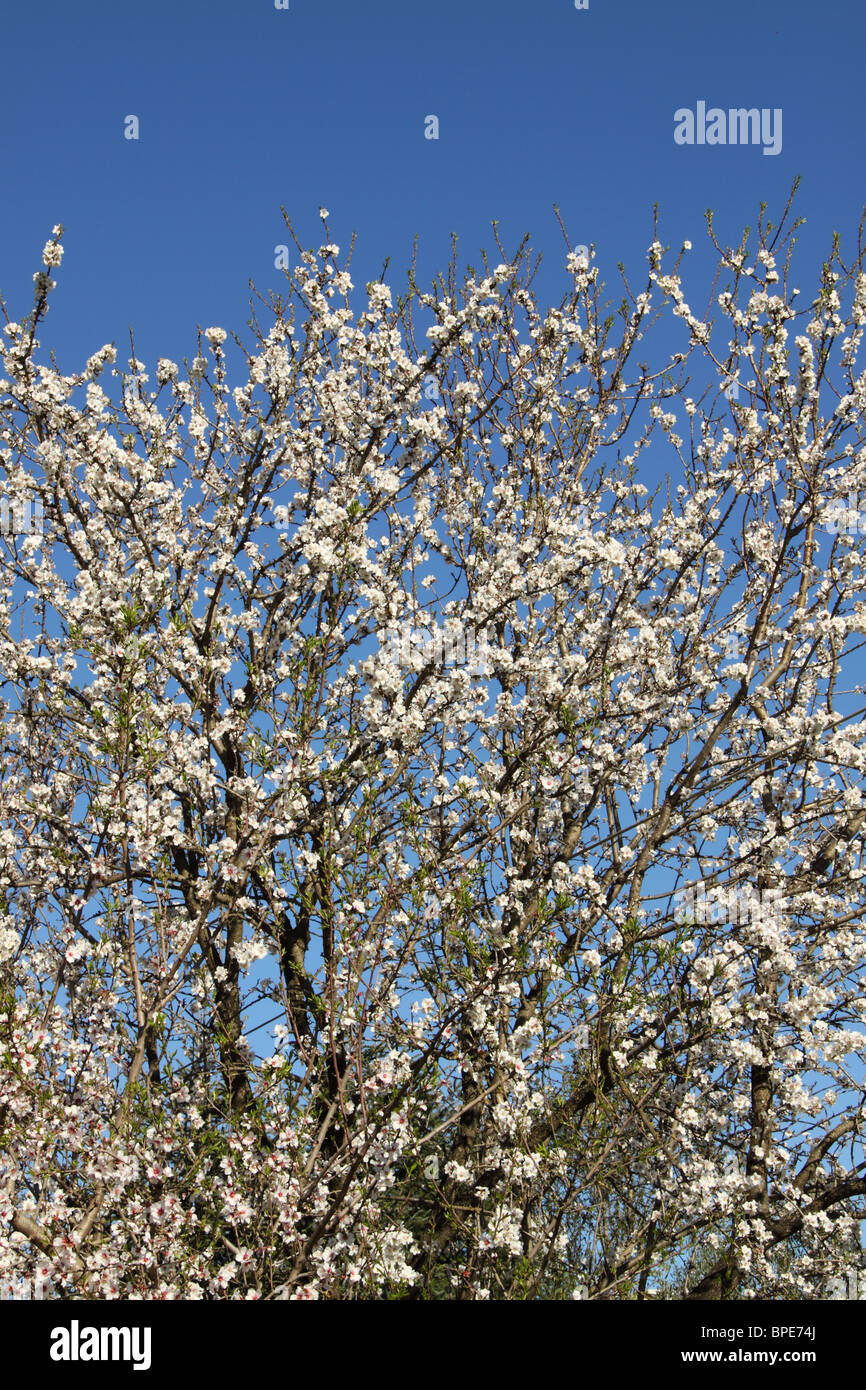 Flowering Petals Almond Blossom