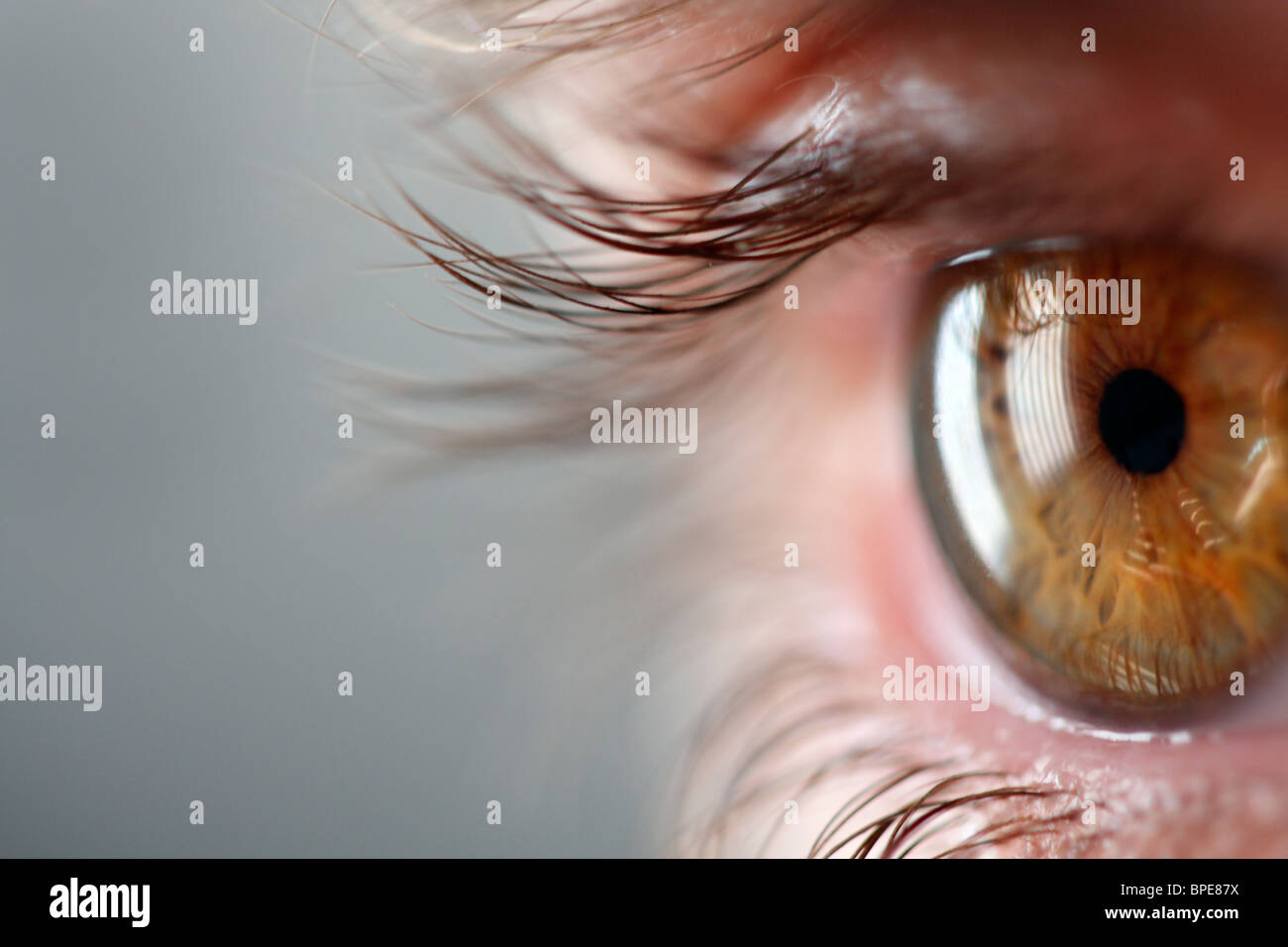 Closeup view human eye hi-res stock photography and images - Alamy