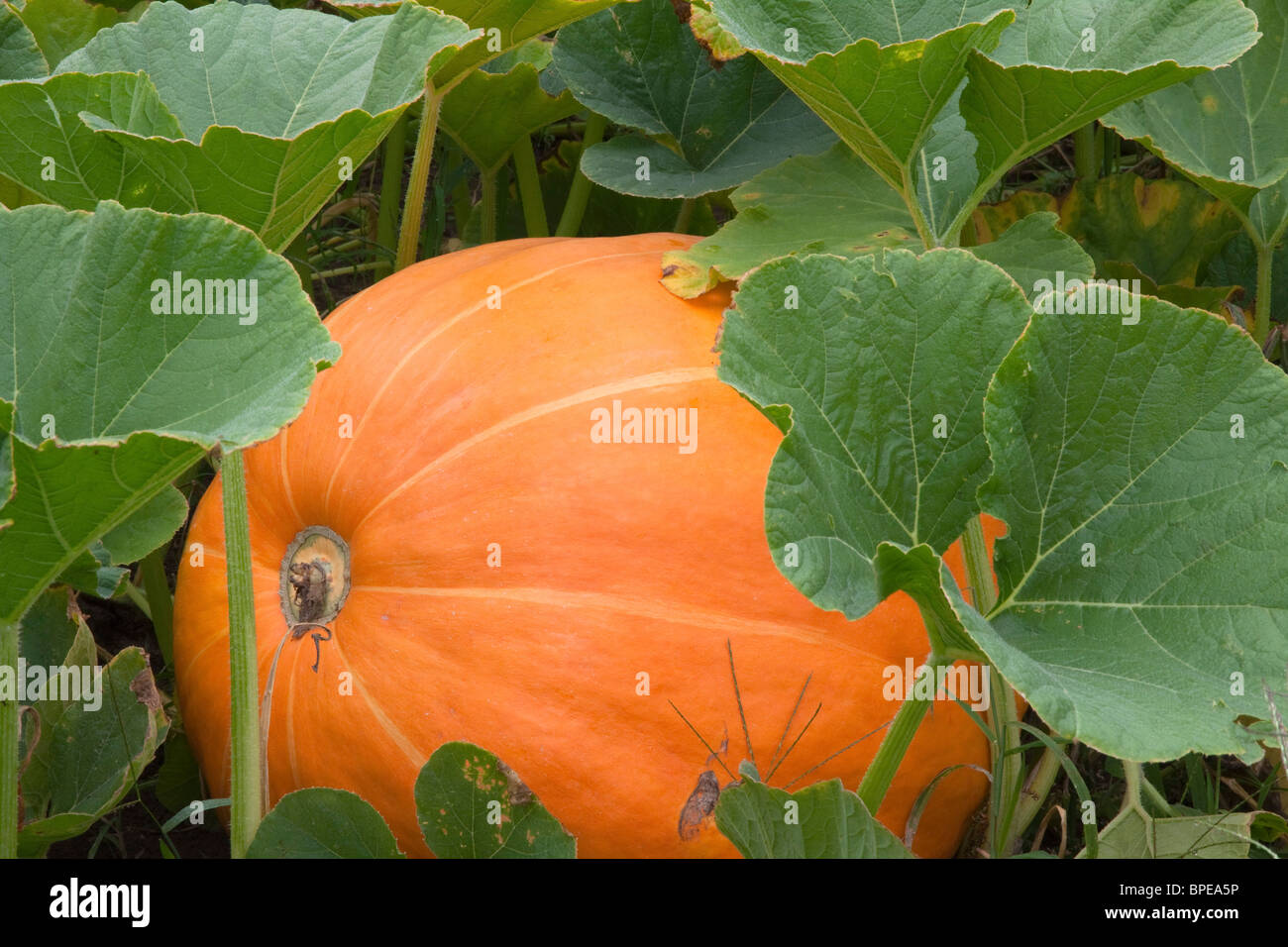 Ripening Pumpkin Eastern USA Stock Photo