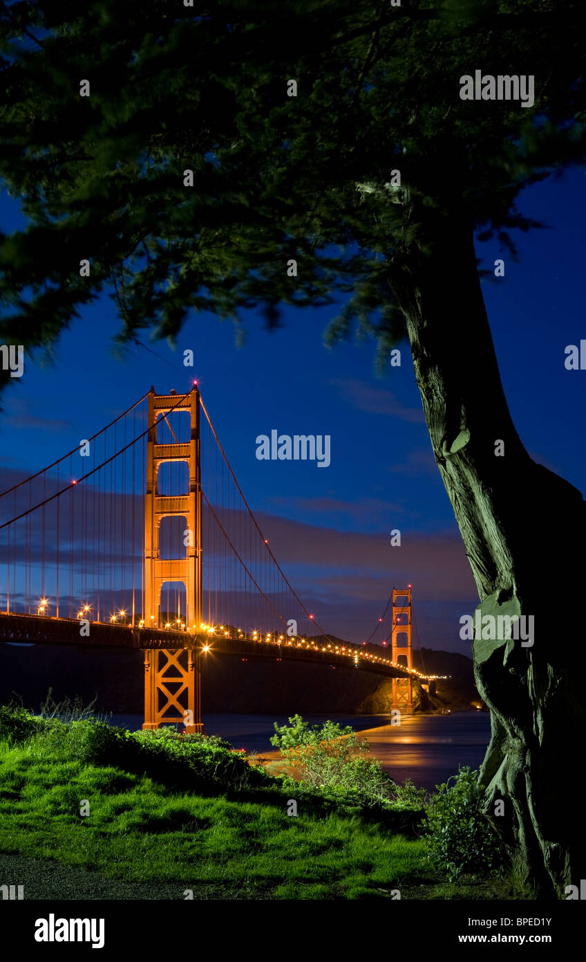USA, California, San Francisco, Golden Gate Bridge, Monterey cypress (Macrocarpa cupressus) tree, looking north toward Marin Co. Stock Photo