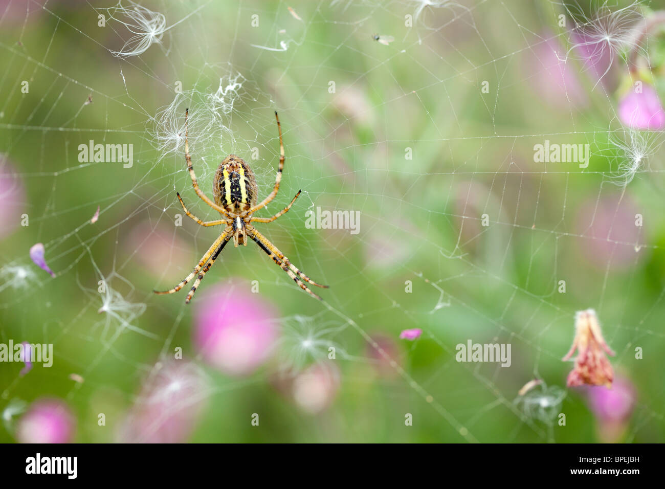 spider argiope bruennichi on web with flowers in background Stock Photo