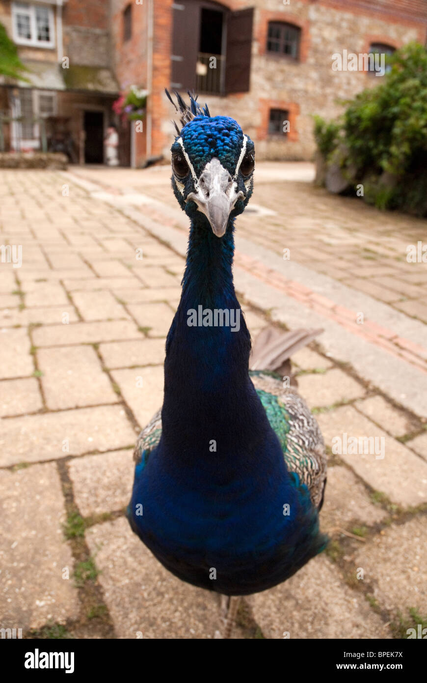 A male peacock looking directly into the camera Stock Photo - Alamy