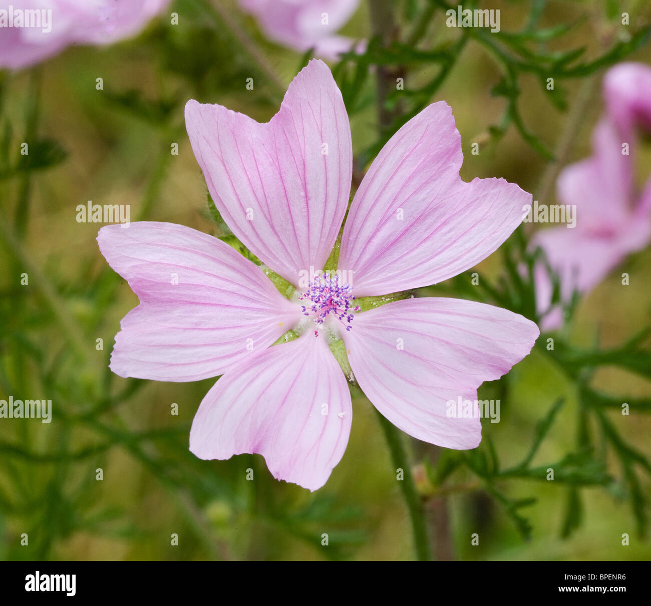 Single flower of Musk Mallow Malva moschata showing five petals and finely cut leaves Stock Photo