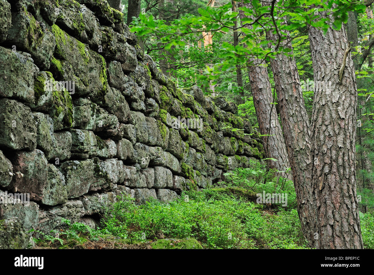 The Pagan Wall / Mur Païen in forest near Mont Sainte-Odile, Vosges, Alsace, France Stock Photo