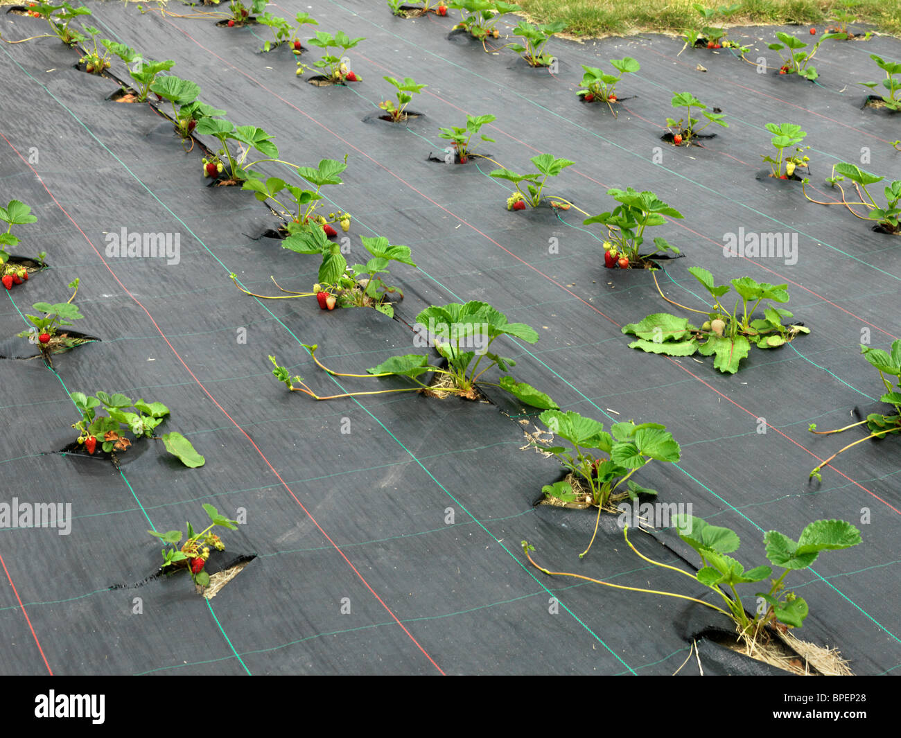 Strawberry Plants Growing showing Plastic Sheeting and New Runners England Stock Photo Alamy