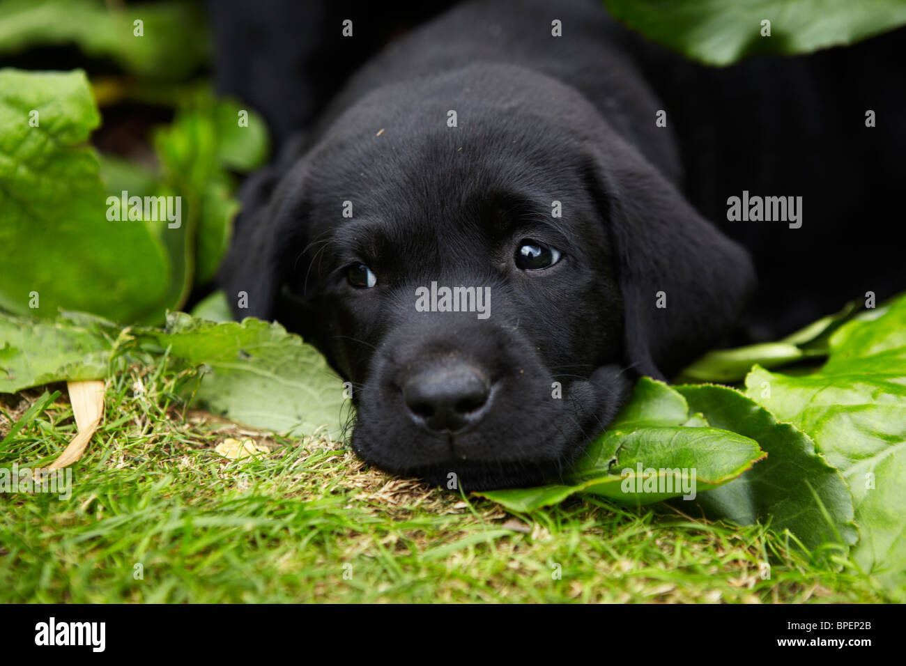 A black labrador puppy lying in the bushes Stock Photo Alamy