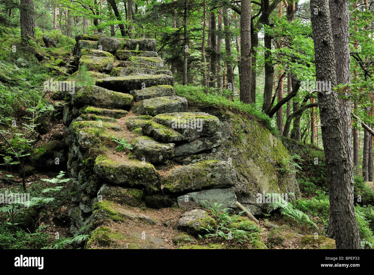 The Pagan Wall / Mur Païen in forest near Mont Sainte-Odile, Vosges, Alsace, France Stock Photo