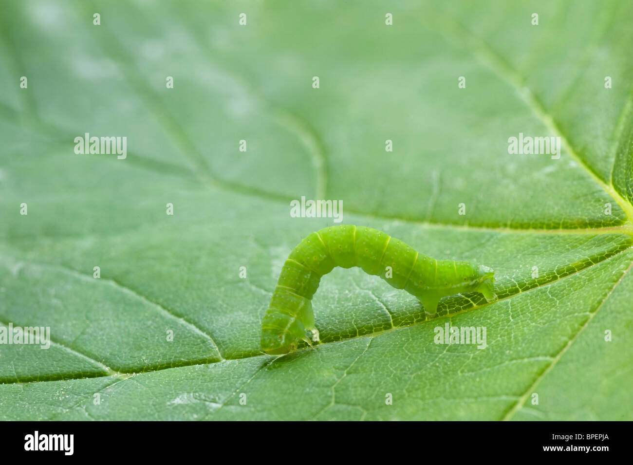 Geometrid Moths caterpillar walking and feeding on leaf Cumbria England UK Europe May Stock Photo