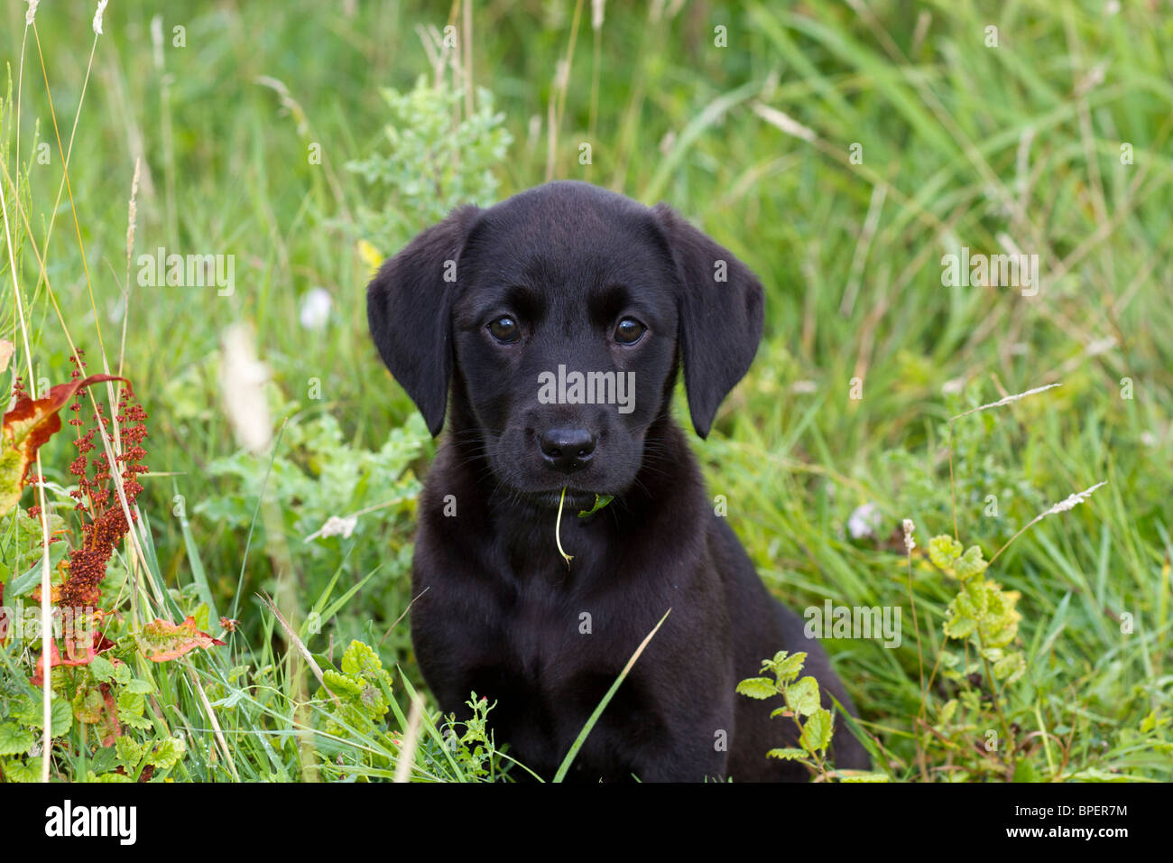 9 week old lab puppy