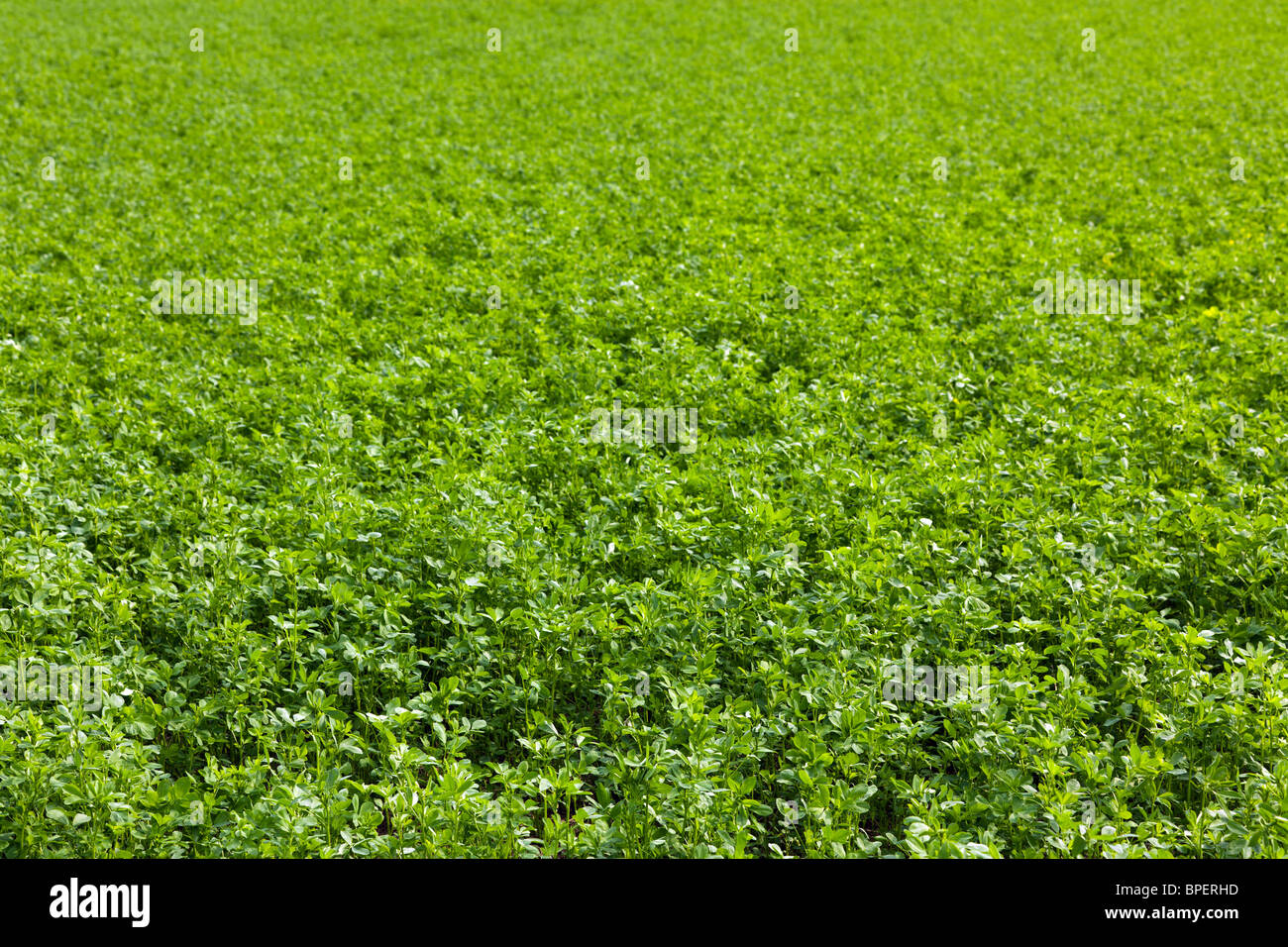 alfalfa cultivated field in french country Stock Photo