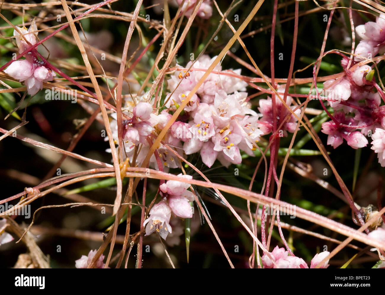 Flower clusters of the parasitic plant Common Dodder Cuscuta epithymum