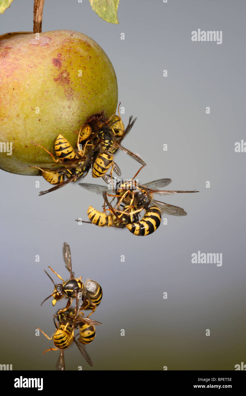 Common wasps ( Vespula vulgaris ) in flight fighting around greengage Stock Photo