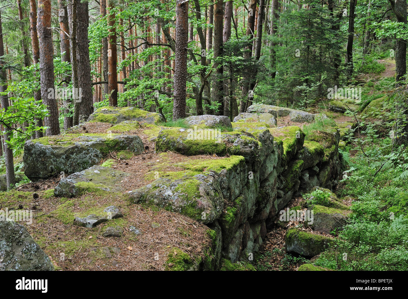 The Pagan Wall / Mur Païen in forest near Mont Sainte-Odile, Vosges, Alsace, France Stock Photo