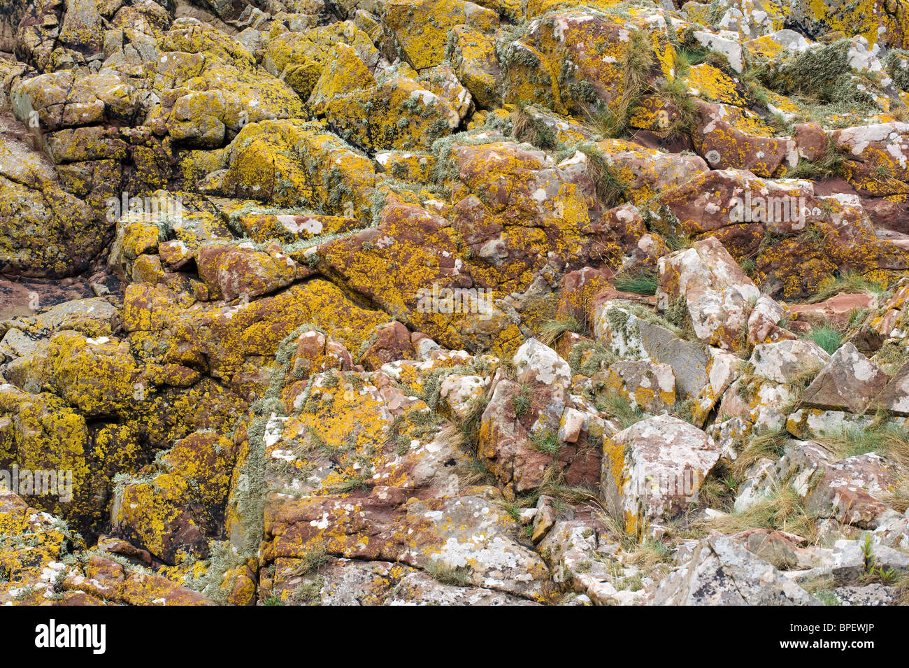 Colourful assemblage of lichens on rocks above the high tide line along the Severn estuary in Somerset England Stock Photo