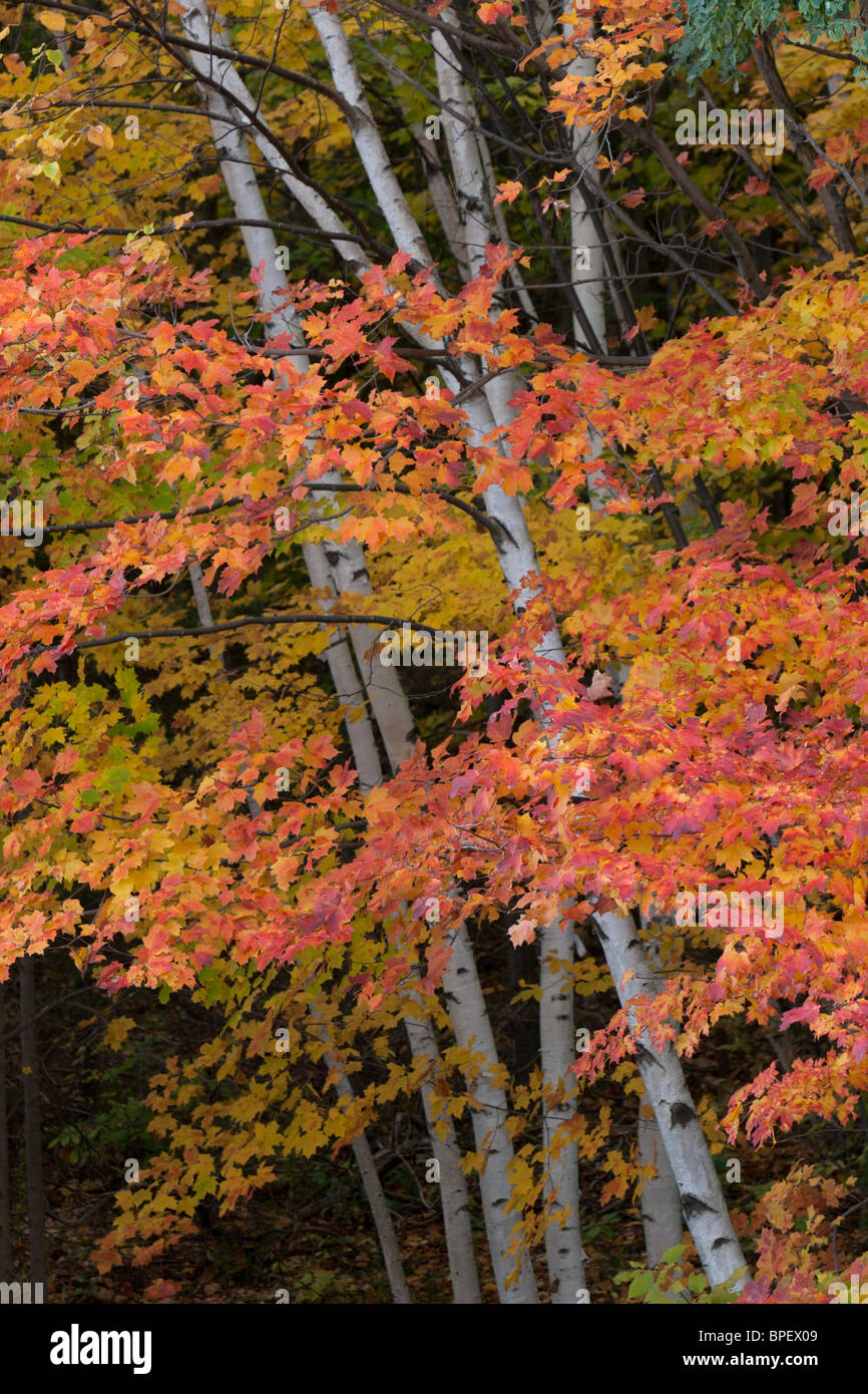 fall colours colors bright  trees forest birch trees orange leaves Stock Photo