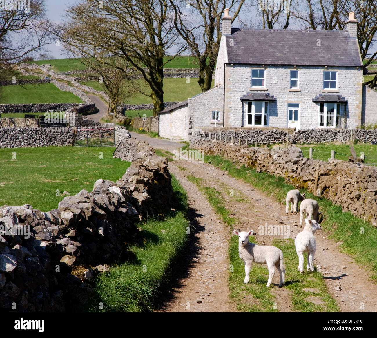 Green lane with escaped spring lambs and farmhouse in the Derbyshire Peak District Stock Photo