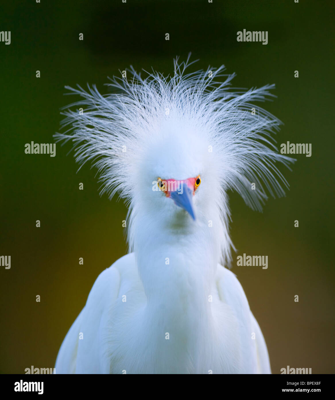 Portrait of a white Egret  "cattle egret" Stock Photo