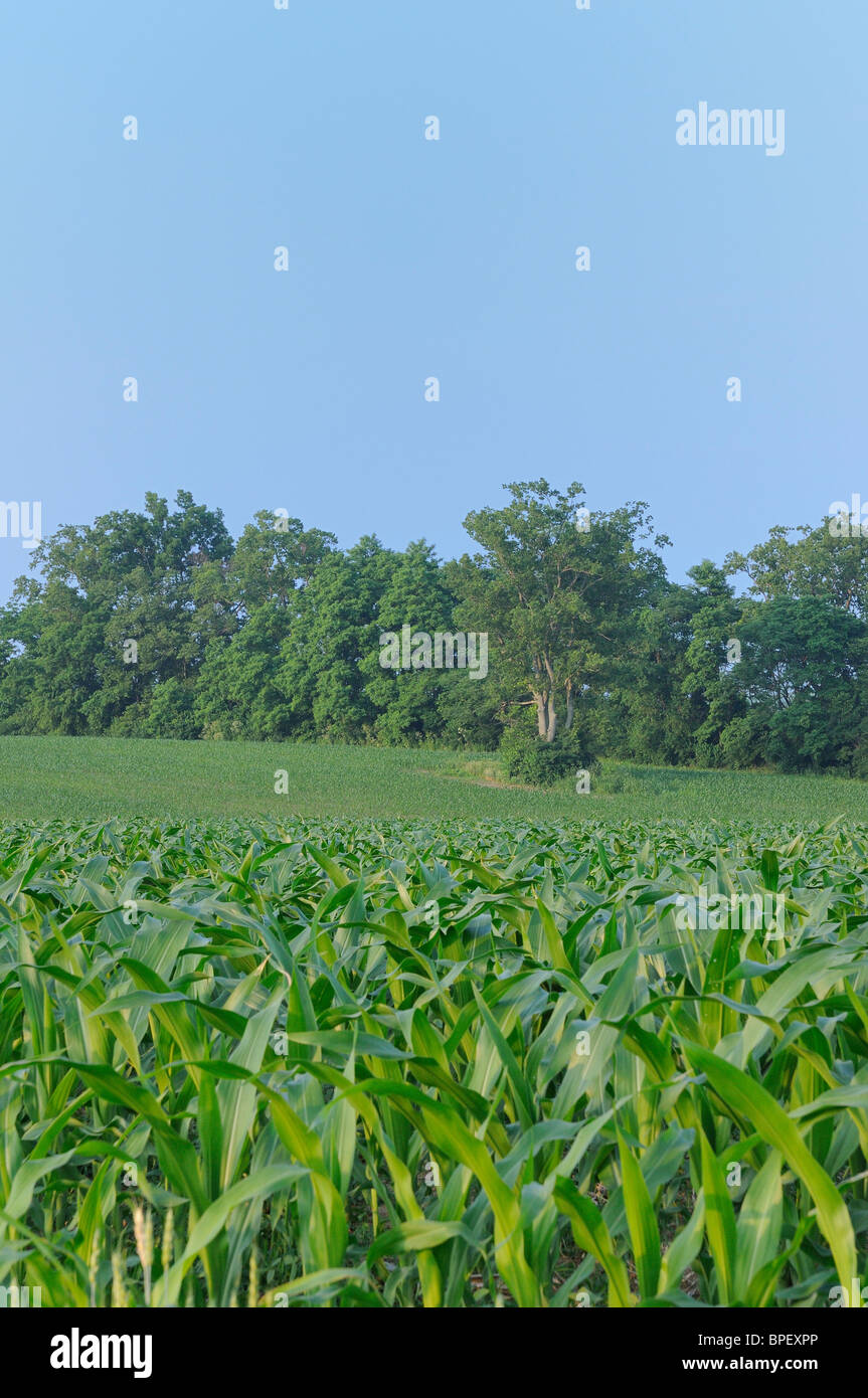 Field of corn growing in Kentucky, USA Stock Photo Alamy