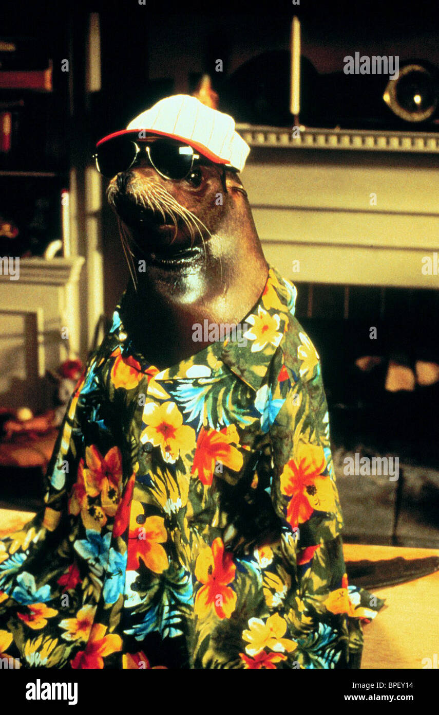 Andre The Seal High Resolution Stock Photography And Images Alamy