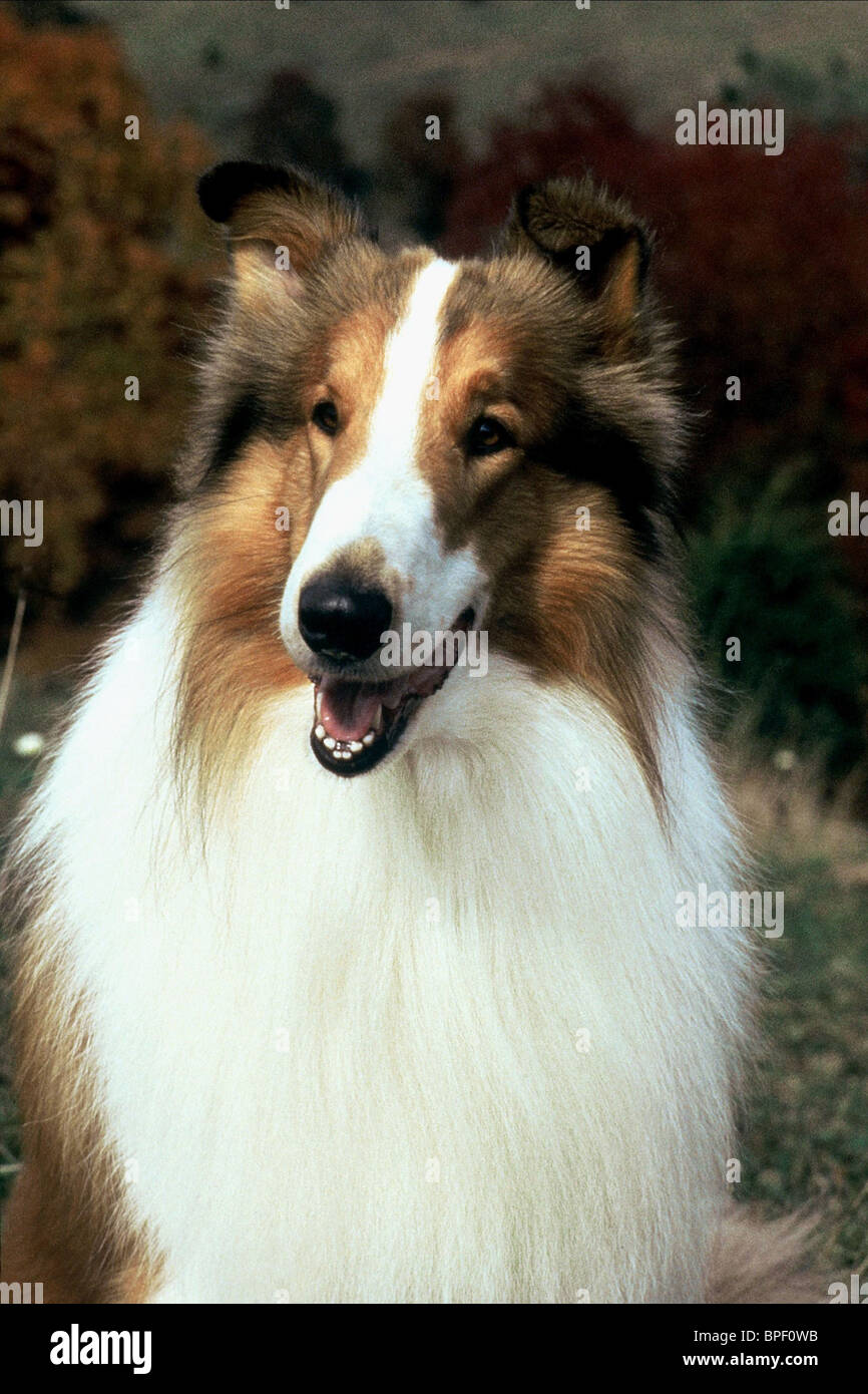Lassie Dog Film High Resolution Stock Photography and Images Alamy