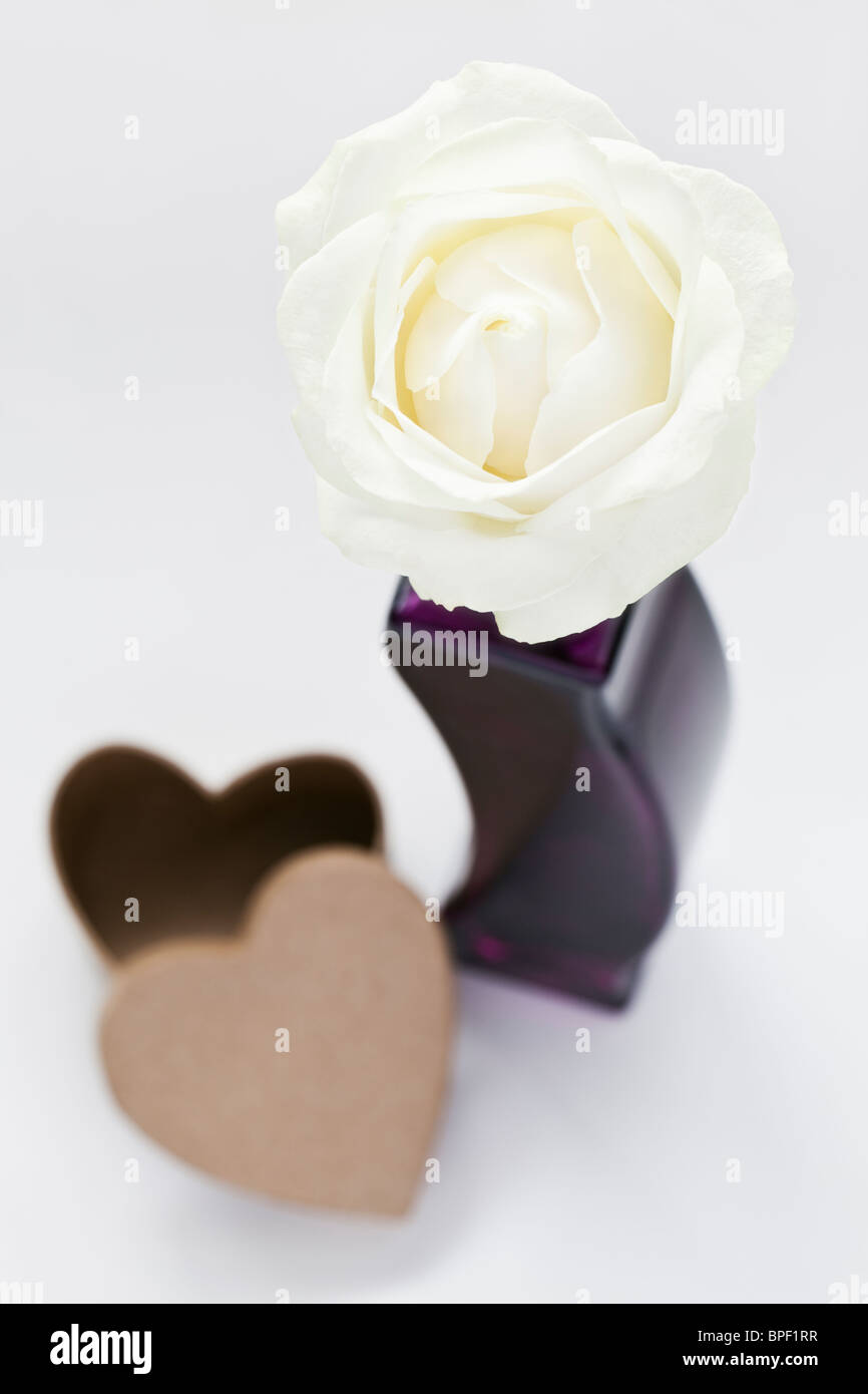 Brook And Pebbles A Dazzling White Rose Every Morning