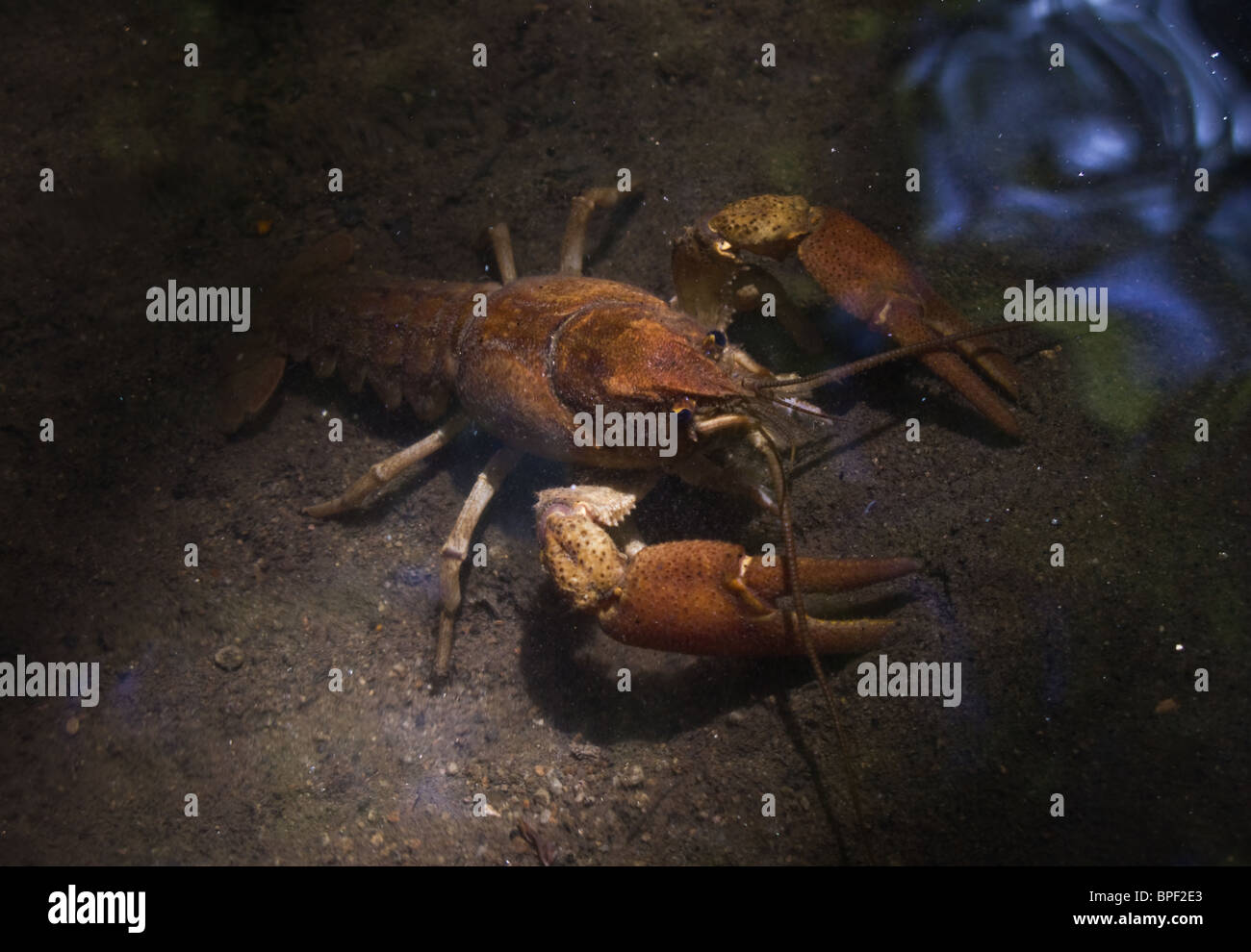 Austropotamobius italicus meridionalis, an endangered Italian freshwater crayfish. Stock Photo