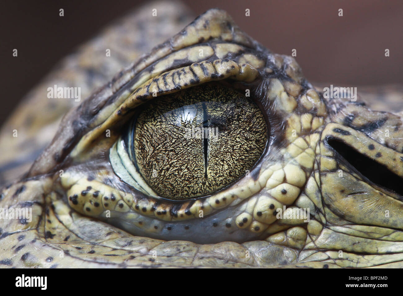 Cayman caiman hi-res stock photography and images - Alamy