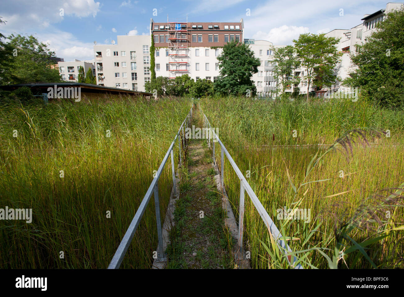 Reed beds treating domestic wastewater from apartment buildings in Mitte district of Berlin Germany Stock Photo