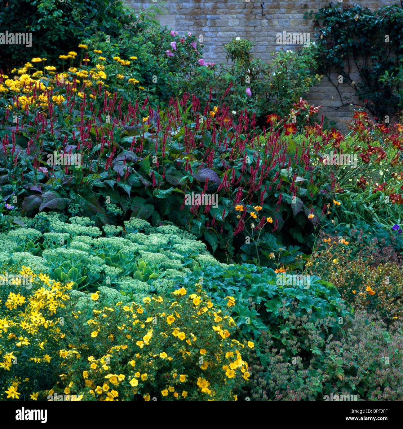 Sedum and yellow potentilla with dark red day-lilies in summer border in walled country garden Stock Photo