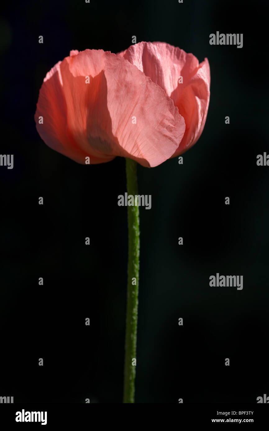Red Poppy isolated on a black background Stock Photo - Alamy