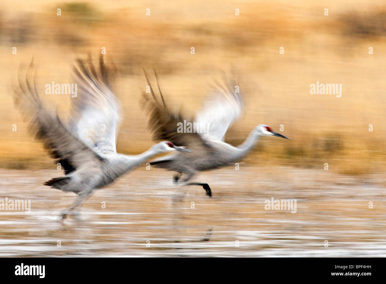 Sandhill Cranes in a running takeoff  Bosque del Apache National Wildlife Refuge on the Rio Grande in central New Mexico, winter Stock Photo