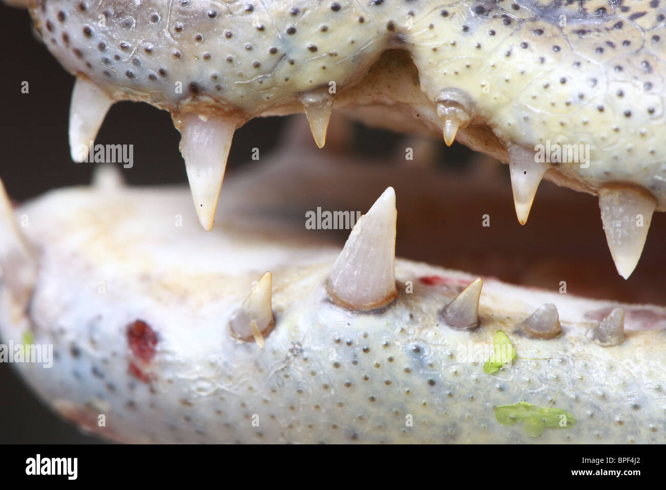 Spectacled Caiman Teeth Closeup Stock Photo Alamy