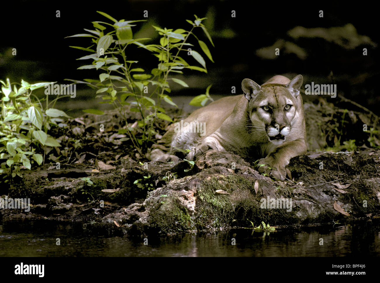 Florida panther, Felis concolor coryi, controlled, endangered specie, Stock Photo