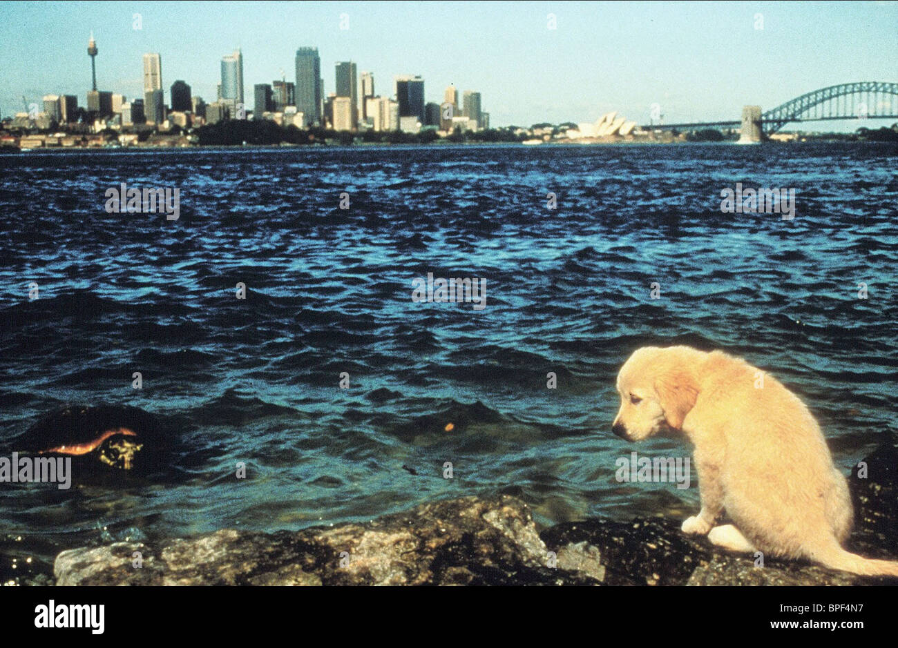 Dog In Sydney Austalia Napoleon 1995 Stock Photo Alamy