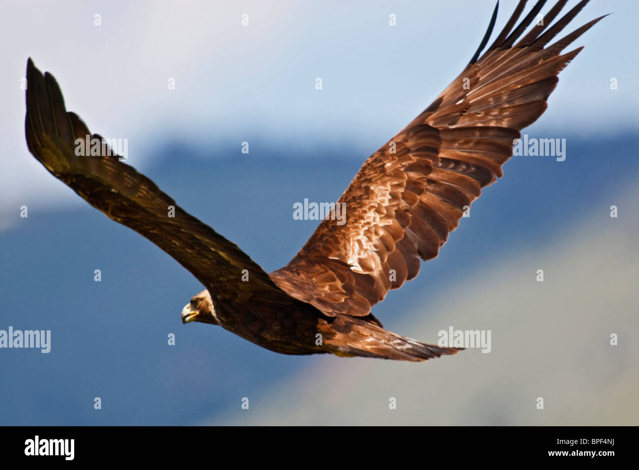 Golden Eagle Aquila Chryseatos Adult In Flight An