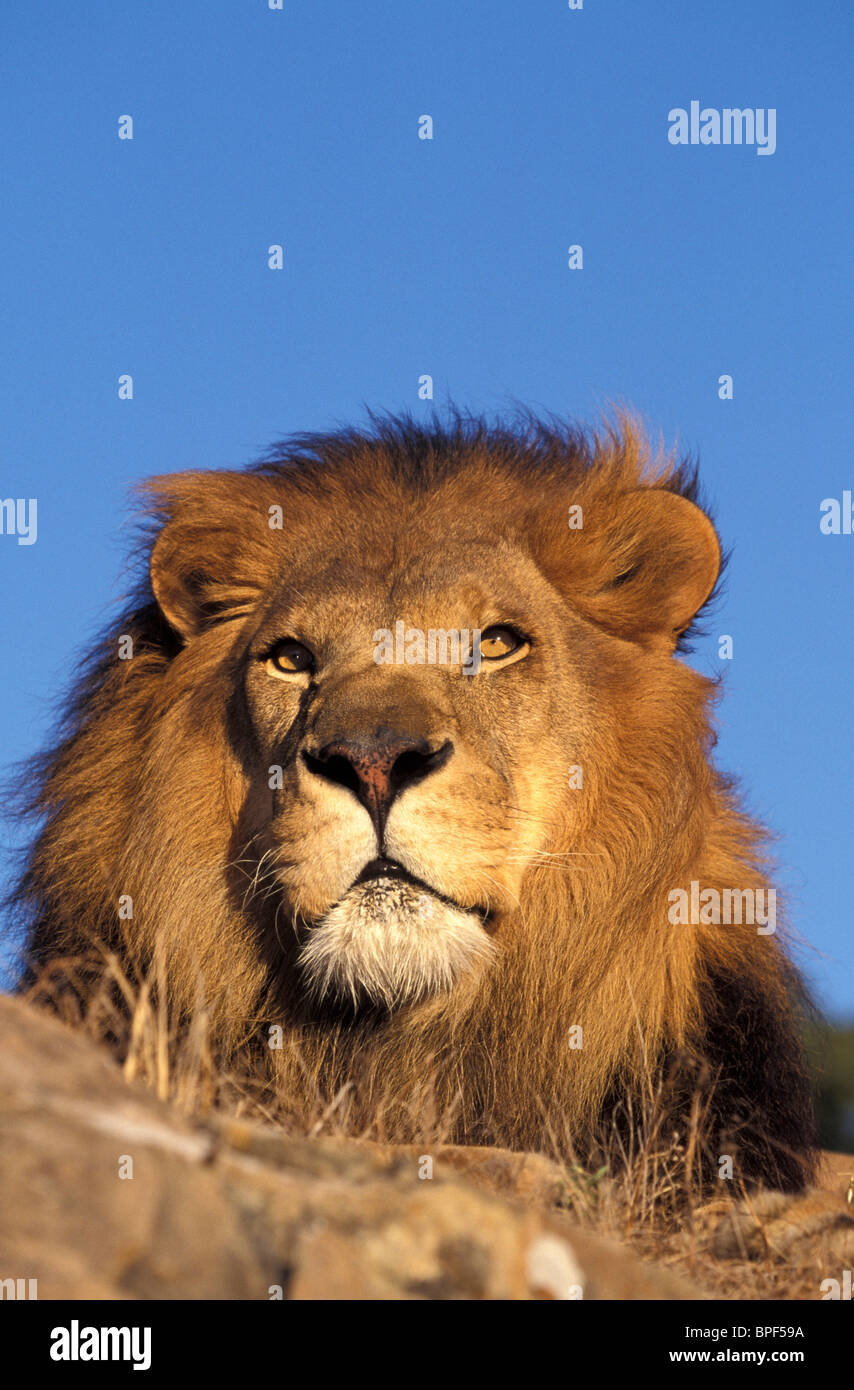 Africa. Male African Lion (Panthera leo Stock Photo - Alamy