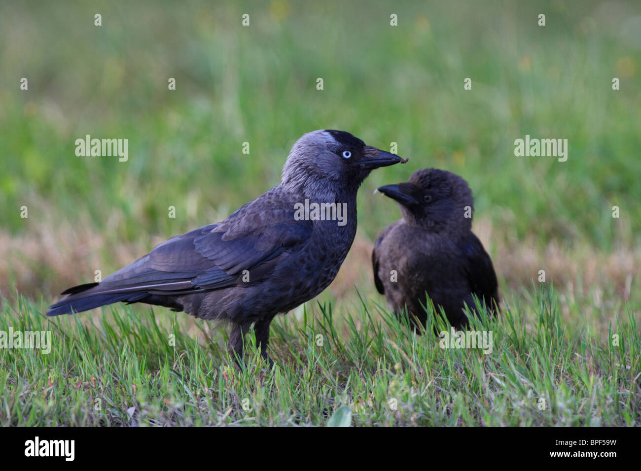 Adult Jackdaw (Corvus monedula) and his juvenile, who is waiting for food. Stock Photo