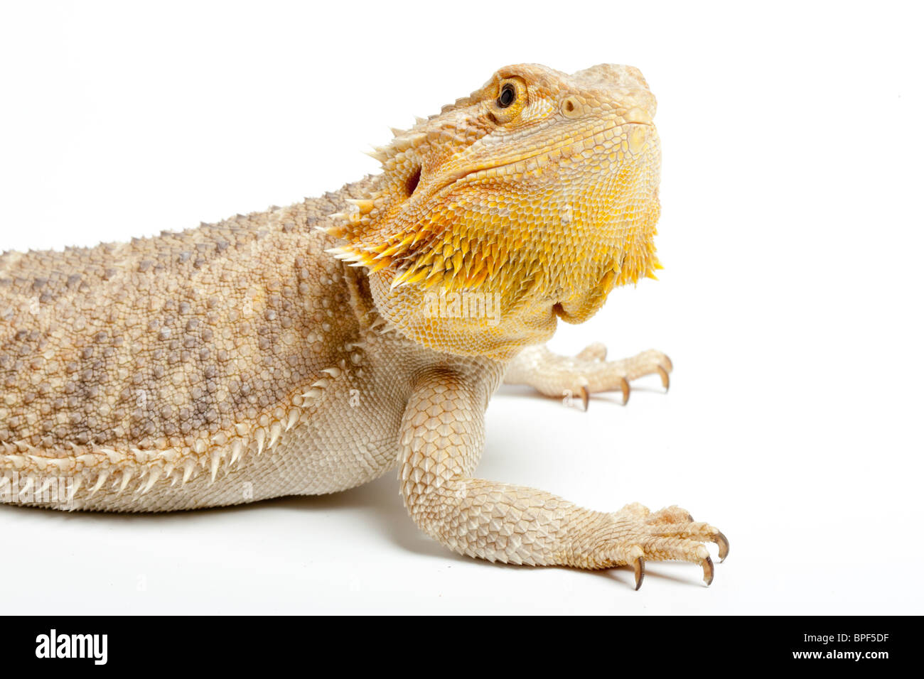 Inland bearded dragon, Pogona vitticeps. Yellow Red Desert morph. Stock Photo