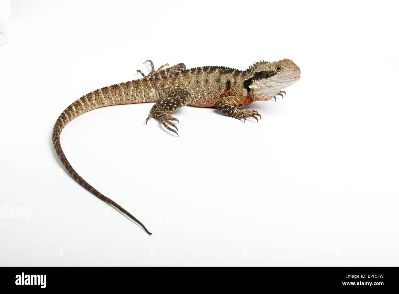 Eastern water dragon, Physignathus lesueurii lesueurii, male. Australia Stock Photo