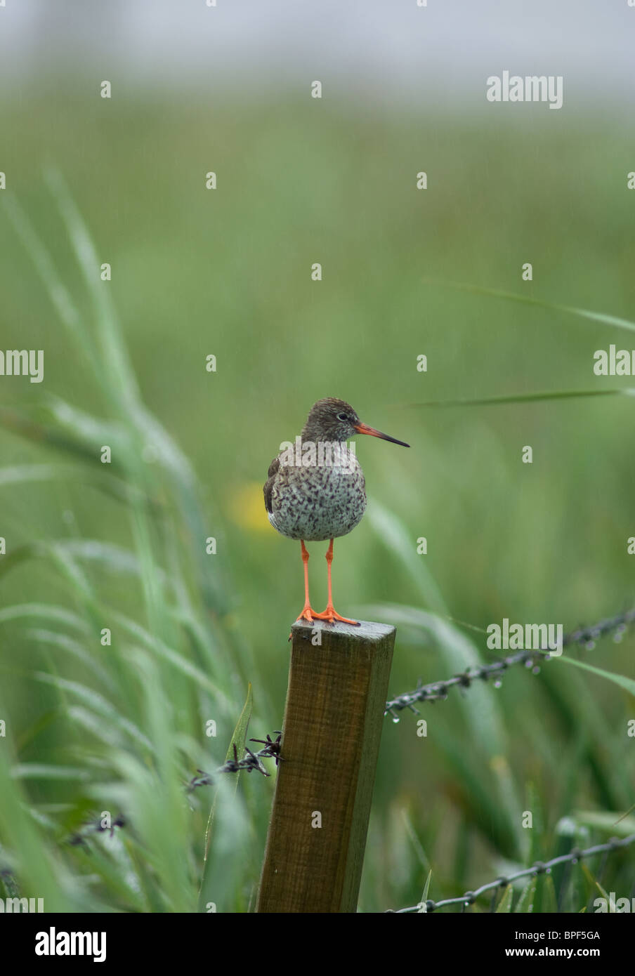Redshank in its Summer breeding habitat on the South Uist meadow marshes, Outer Hebrides Soctland  SCO 6439 Stock Photo