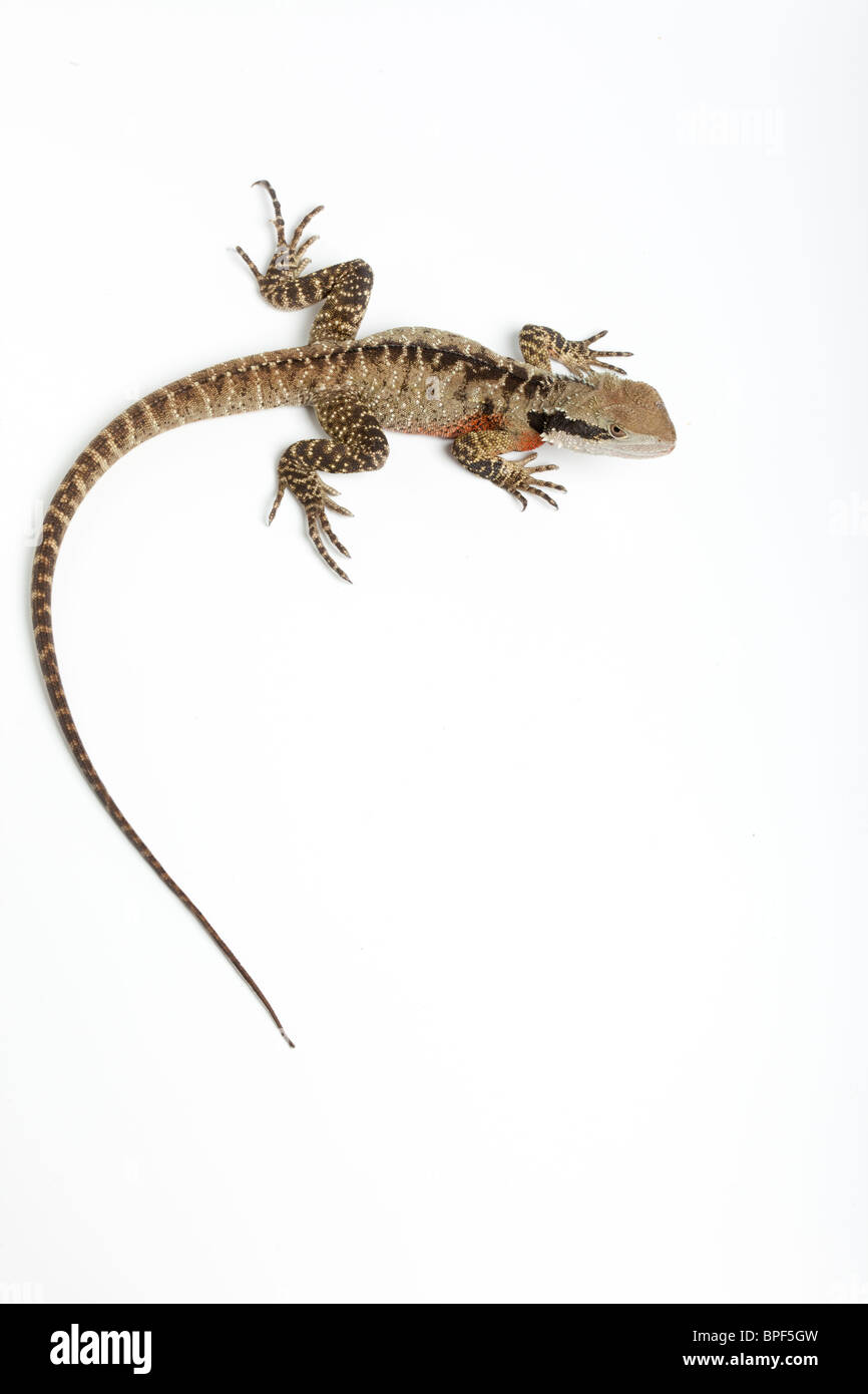 Eastern water dragon, Physignathus lesueurii lesueurii, male. Australia Stock Photo