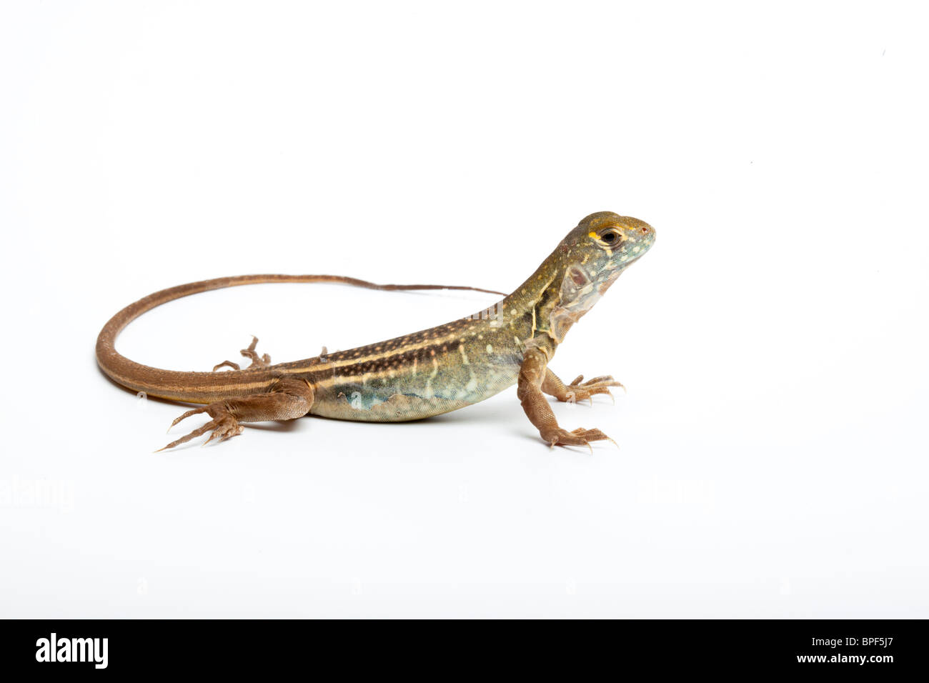 Chinese butterfly lizard, Leiolepis reevesii Stock Photo