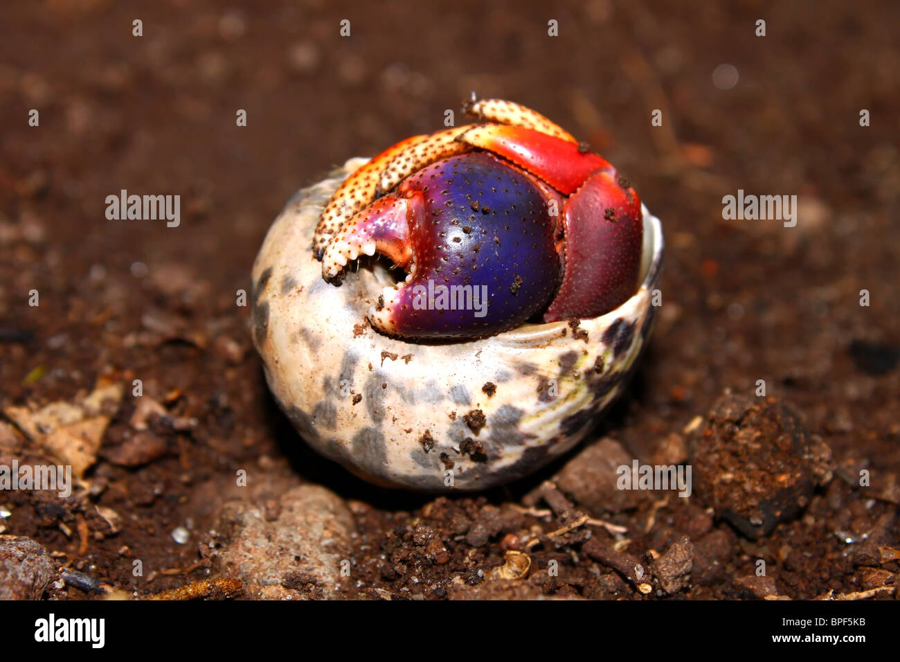 Hermit crab caribbean hi-res stock photography and images - Alamy