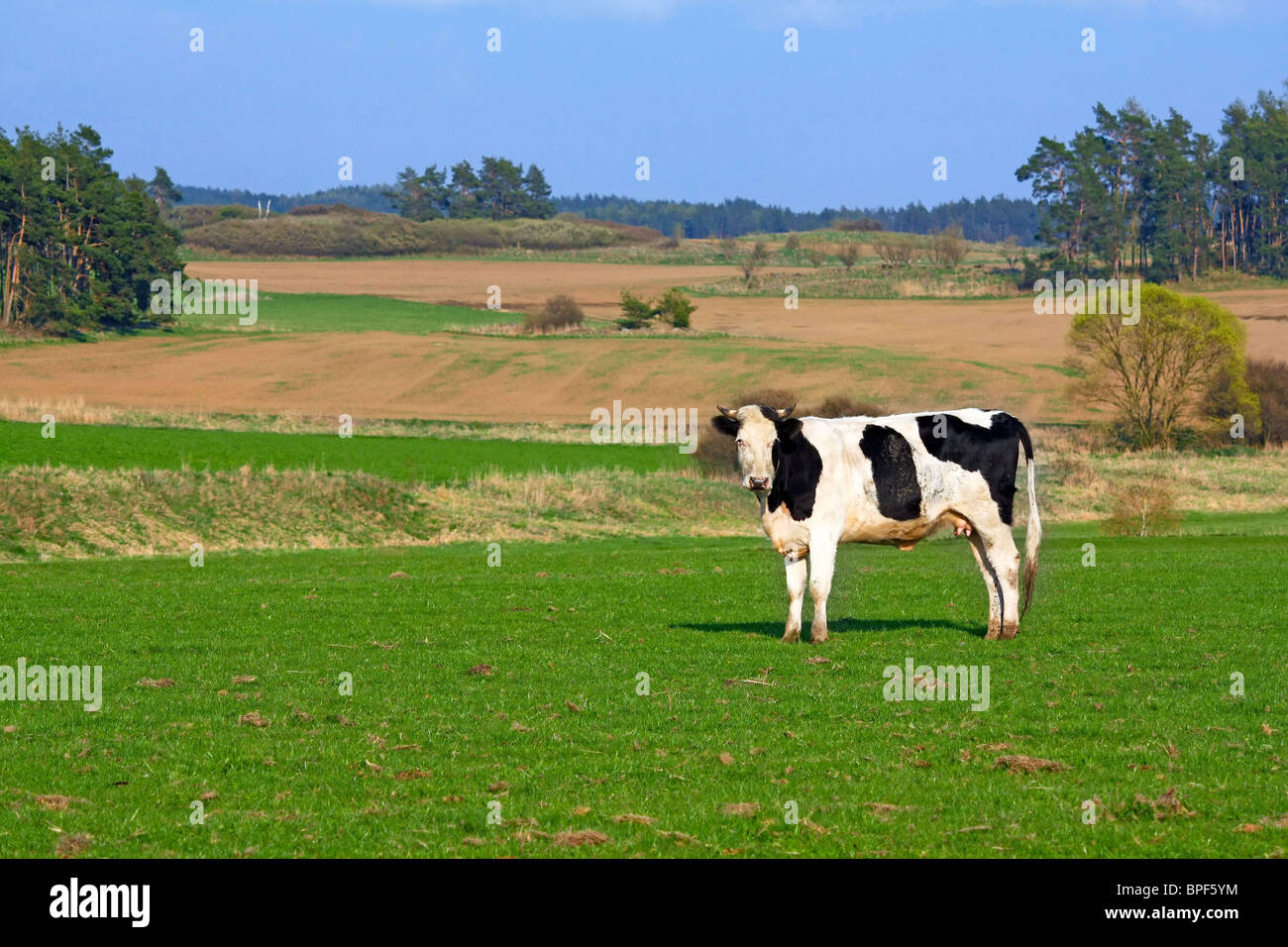 cow on pasture Stock Photo