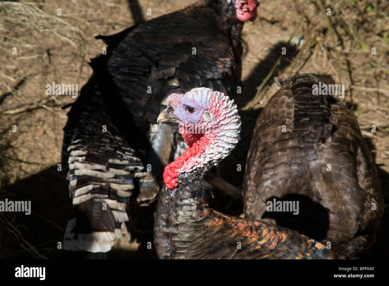 Turkey at Animal Pet Centre or farm   Christmas Dinner Stock Photo
