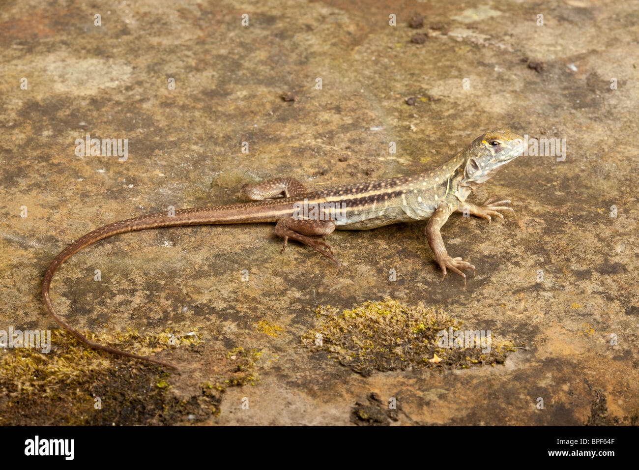 Chinese butterfly lizard, Leiolepis reevesii Stock Photo