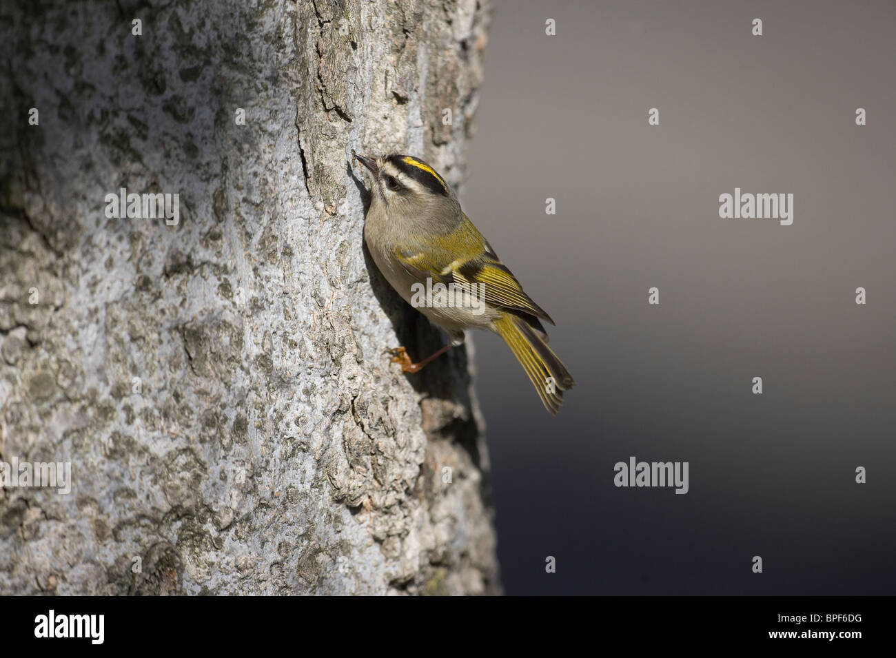 Female Golden-crowned Kinglet Feeding on Insects Stock Photo - Alamy