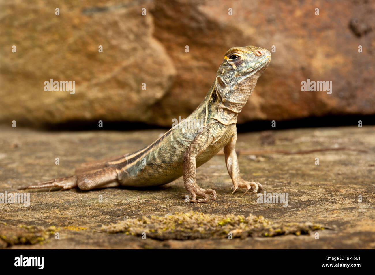 Chinese butterfly lizard, Leiolepis reevesii Stock Photo