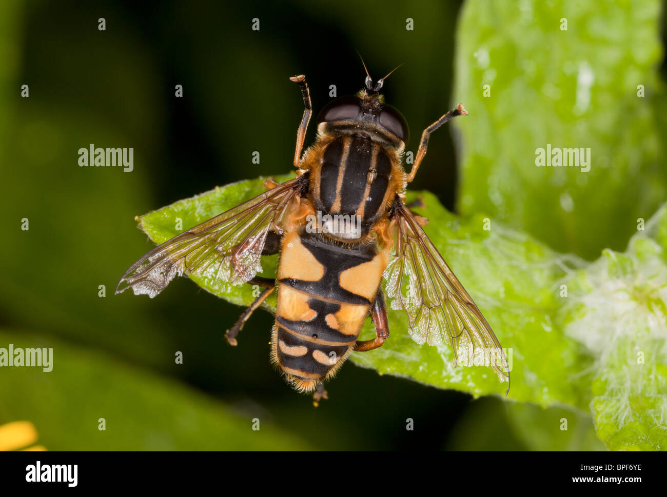 A hoverfly, Helophilus pendulus, sunbathing; Dorset. Stock Photo