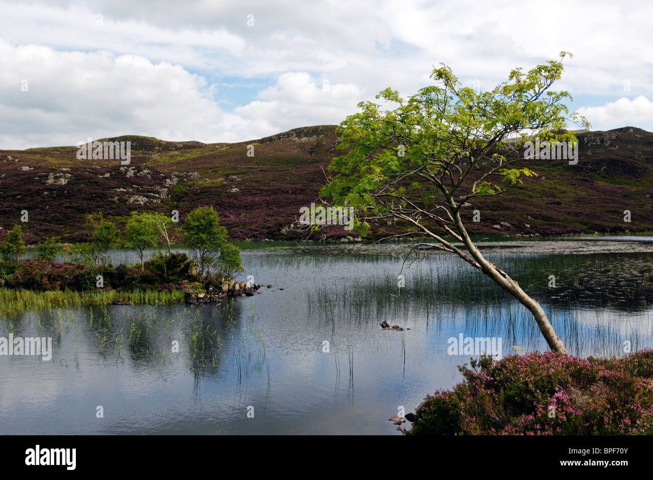 Young tree beside Dock Tarn in the Lake District National Park, Cumbria. Stock Photo